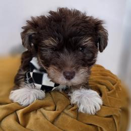 Cadbury - Phantom male Bernedoodle puppy in Decatur, Tennessee from Diamond's Doodles