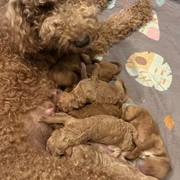 Boy Three - Red  male Goldendoodle puppy in Cape Coral, Florida from GoldenDoodles Cape Coral