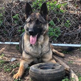 German Shepherds from Rathbone Kennels