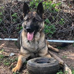German Shepherds from Rathbone Kennels