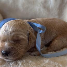 Goldendoodle puppies from Golden Liberty Doodles