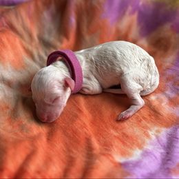 Girl 6 - Cream female Poodle puppy in Gladewater, Texas from Kalin’s K9s