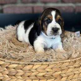 Biscuit - Black brown and white male Basset Hound puppy in Lone Jack, Missouri from Wee Little Bassets