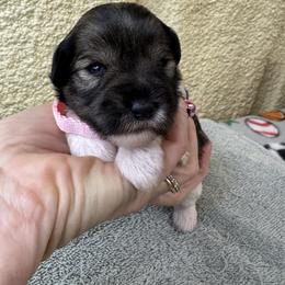 Jules - Parti female Miniature Schnauzer puppy in Comanche, Texas from Circle R Sidney