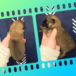 Orange sable girl - Orange sable female Pomeranian puppy in Creswell, North Carolina from Grace's Poms🐾💕