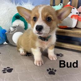 Bud - Sable male Pembroke Welsh Corgi puppy in Apison, Tennessee from Ashmore Corgis