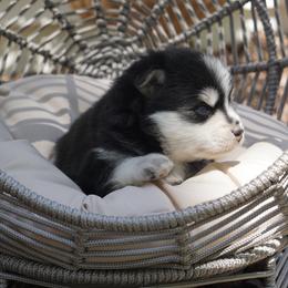 Pomsky Puppies from Arctic Star Pomskies