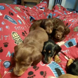 Dachshund Puppies from Long Dogs Yellow Farm
