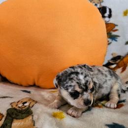 AKC Brody in Maine 2200.00 - Merle male Chihuahua puppy in Newport, Maine from Pinewood Acres Chihuahuas