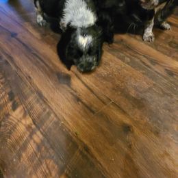 English Springer Spaniel Puppies from Savannah River Springers