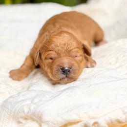 Patsy - Red  female Goldendoodle puppy in Queen Creek, Arizona from Goldendoodle AZ