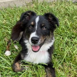 Australian Shepherd and Miniature Australian Shepherd Puppies from Donaldson Aussies