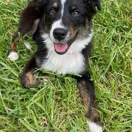 Australian Shepherd and Miniature Australian Shepherd Puppies from Donaldson Aussies