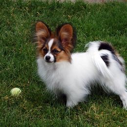 Papillon Puppies from Belladonna Papillons