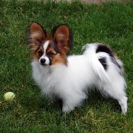 Papillon Puppies from Belladonna Papillons