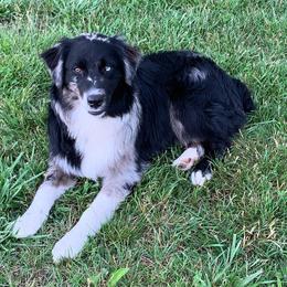 River - Australian Shepherd