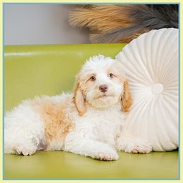 Alfred - Red Cockapoo puppy in Connersville, Indiana from Deaz Doodle Ranch