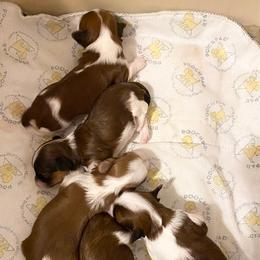 Havanese Puppies from Dreamworks Havanese