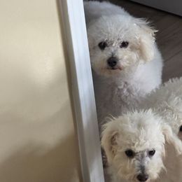 Cheyenne haven - White female Bichon Frise puppy in Selma, North Carolina from Havenkennels