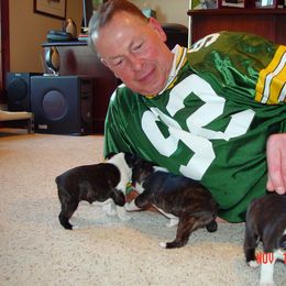 Boston Terrier Puppies from Achates Bostons