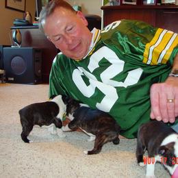 Boston Terrier Puppies from Achates Bostons