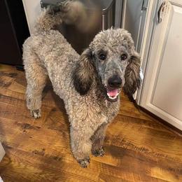 Poodle All Grown Up from Alexander’s Standard Poodles