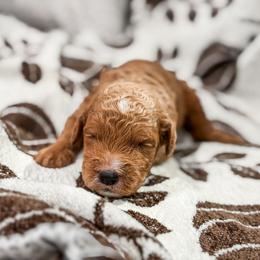 Black collar boy - Apricot male Goldendoodle puppy in Spokane, Washington from Dream Doodles in Spokane WA