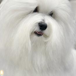 Coton de Tulear puppies from Shiloh Cotons