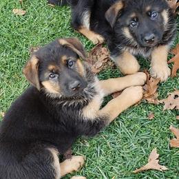 German Shepherds from Wind Dancer Kennels