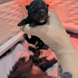 Girl 3 - Black female Scottish Terrier puppy in De Lisle, Mississippi from Bellendaine Scotties