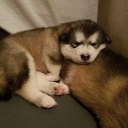Alaskan Malamute Puppies from ArctiCircle Alaskan Malamutes