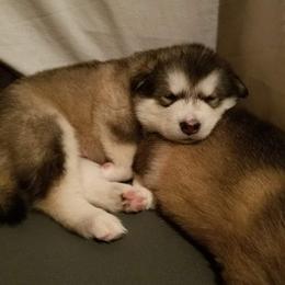 Alaskan Malamute Puppies from ArctiCircle Alaskan Malamutes