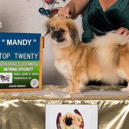 Mandy - Tibetan Spaniel