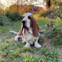 Otis - Basset Hound