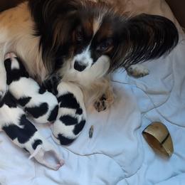 Papillon Puppies from Lakeview Papillons