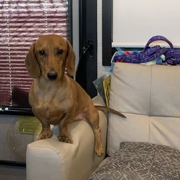 Howard's Abra-abracadabra (Houdini) - Red male Dachshund puppy in Louisville, Kentucky from Howard Hounds