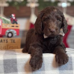White Boy - Chocolate male Goldendoodle puppy in Loganville, Georgia from Sweet Home Doodles