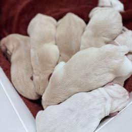 Quiver - Yellow male Labrador Retriever puppy in Sweet Home, Oregon from Knotty Creek Labradors