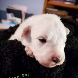 1 of 8  boys available - White male Great Pyrenees puppy in Yucaipa, California from Rusty Horse Ranch Great Pyrenees