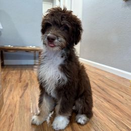 Pugsley - Red tri-color male Aussiedoodle puppy in Moreno Valley, California from Rainbow SoCal Doodles