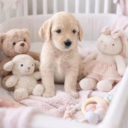Nellie - Apricot female Goldendoodle puppy in Aurora, Illinois from Chicago Goldendoodles