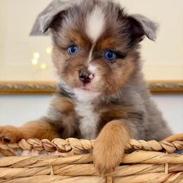 Merle - Blue merle male Toy Australian Shepherd puppy in Covington, Louisiana from Corner Oak Aussies