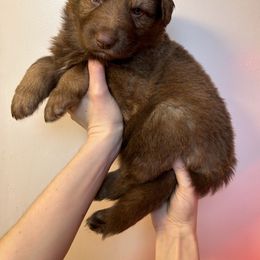 German Shepherd Puppies from Scenic City Shepherds