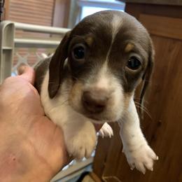 MILO - Piebald male Dachshund puppy in Elizabethtown, Kentucky from Teeny Tiny Puppy Tails