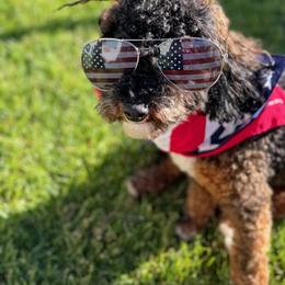Bernedoodle, Cavapoo, Havanese, and Havapoo Puppies from Lady Paws Puppies - Cassie