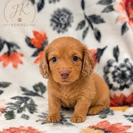 Amos - Red male Dachshund puppy in Hope, Arkansas from JK Kennel