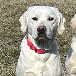 Merci - Labrador Retriever