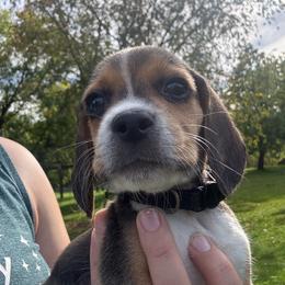 Charcoal - Black white and tan male Beagle puppy in St. Cloud, Minnesota from Beagle Blessings