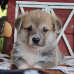 Bart - Red male Pembroke Welsh Corgi puppy in Pollock, Missouri from Northstar