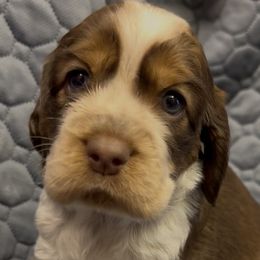 Macadamia - Liver white and tan female English Springer Spaniel puppy in Billings, Montana from M&M Fuzzy Bottom Friends